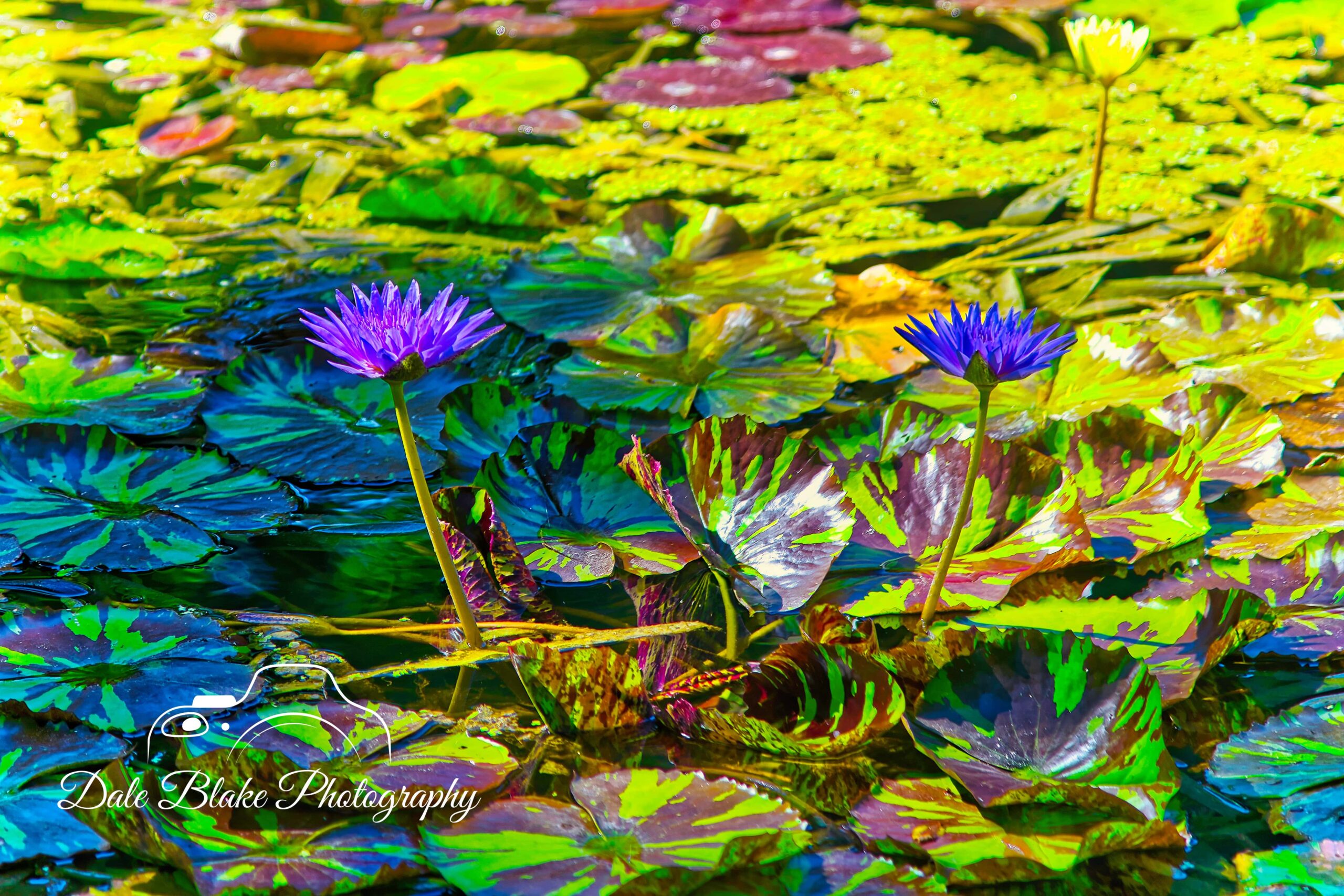DSC_8095-Florida Pond-min