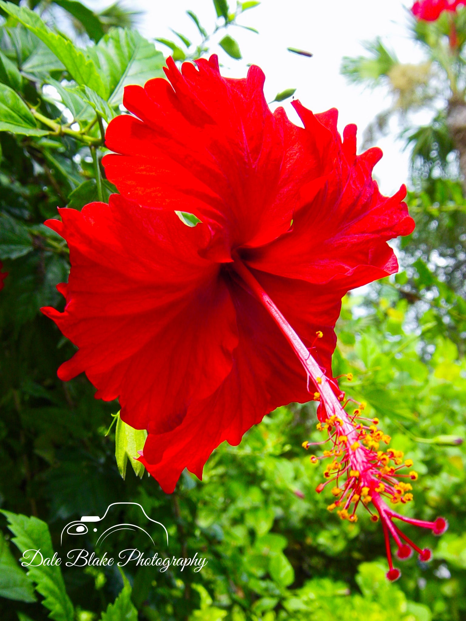 RED HIBSCUS-min