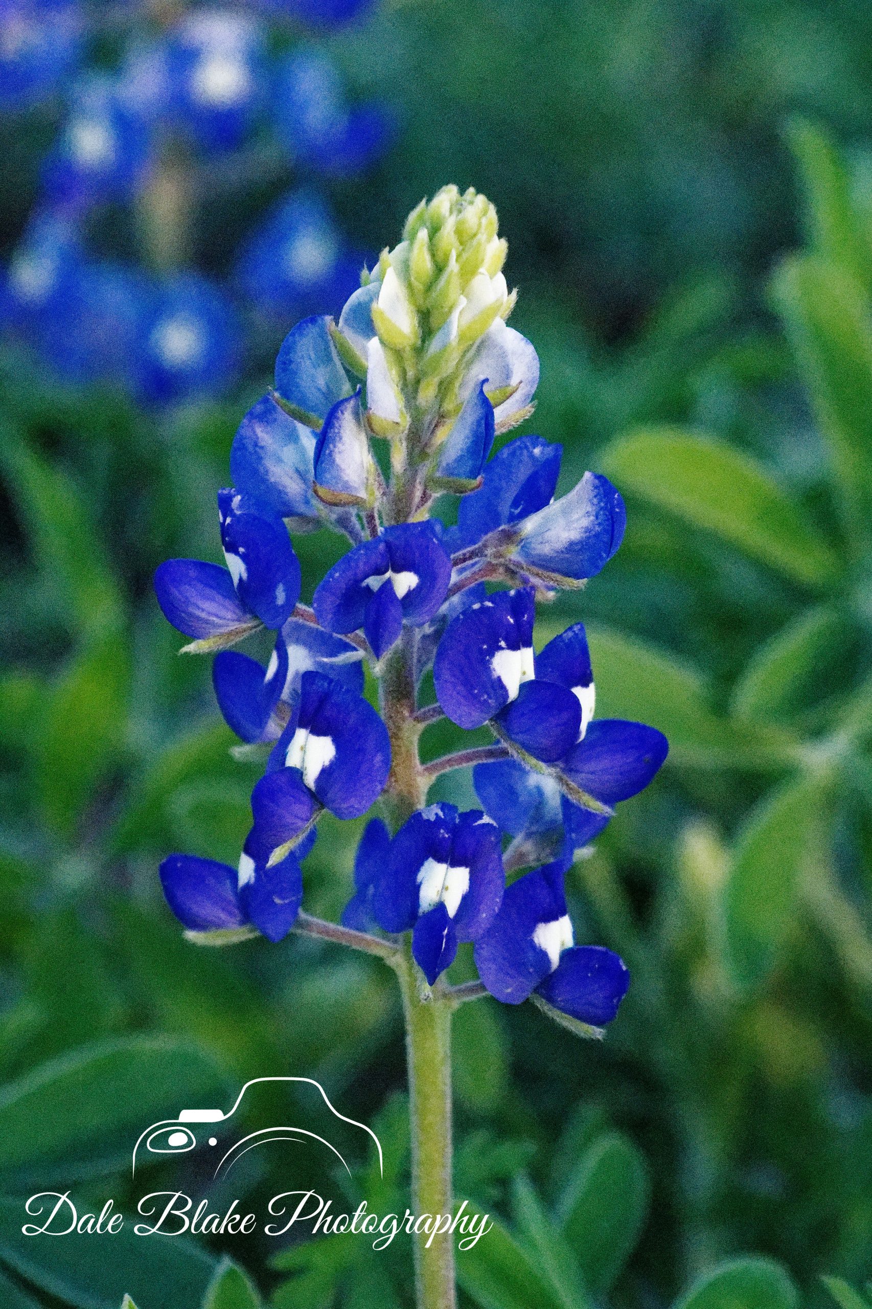 Flowers & Plants