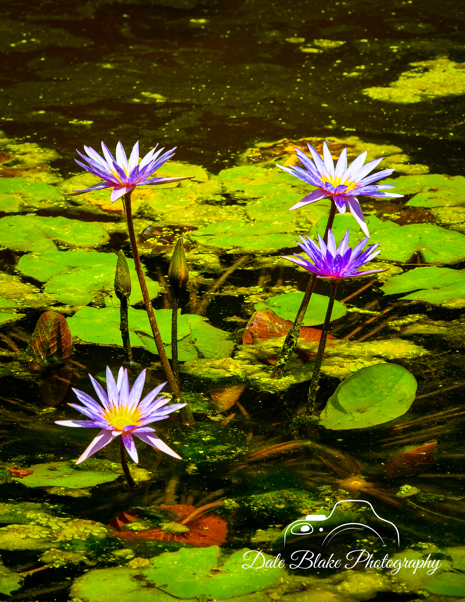 DSC_0390-Blue Water Lily Group 2 (1)