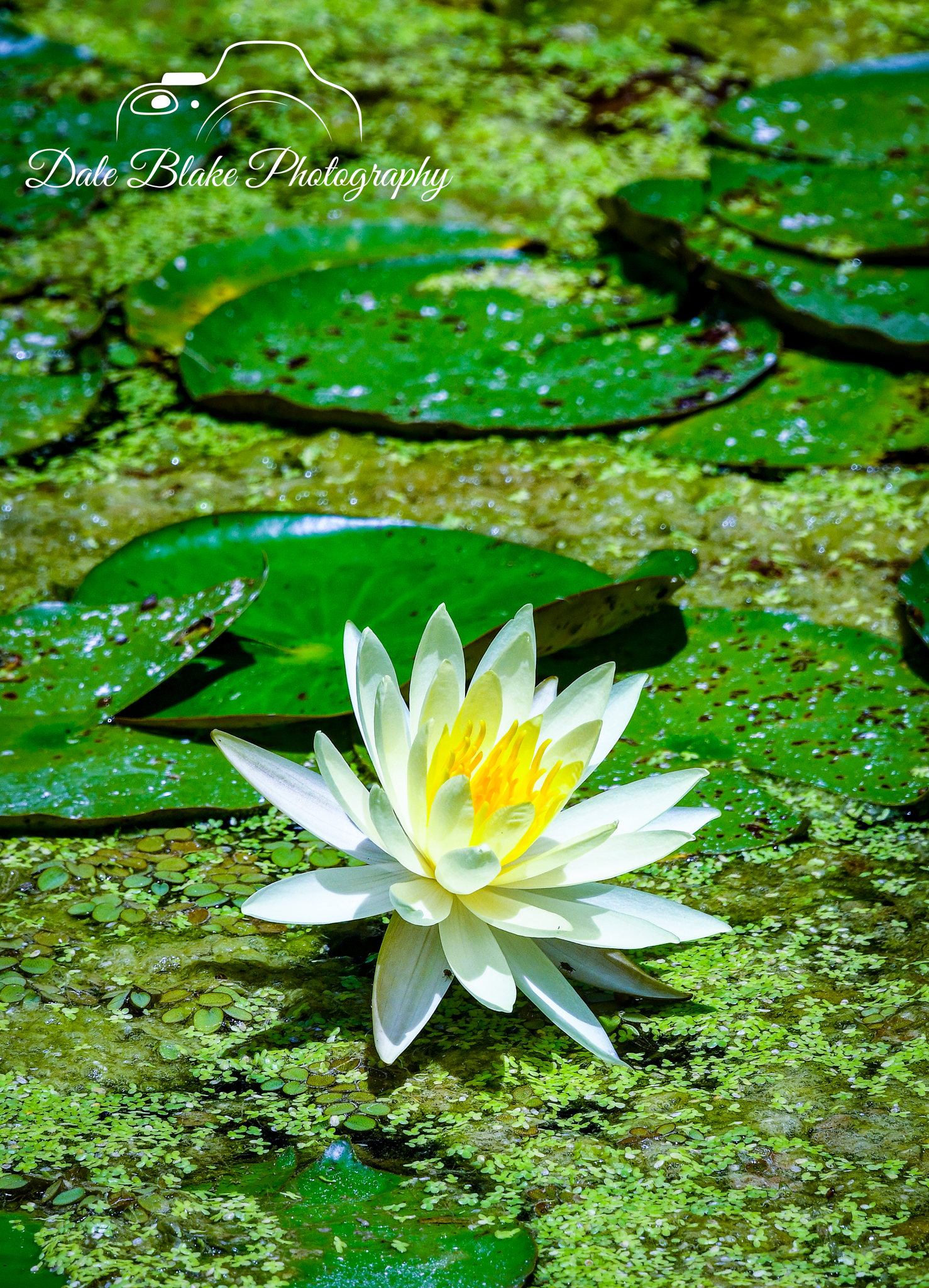 DSC_0409-Banana Water Lily-3 (1)
