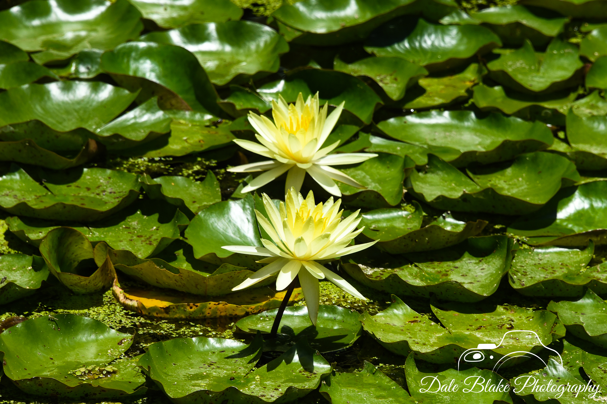 DSC_0470-Banana Water Lily-2 (1)
