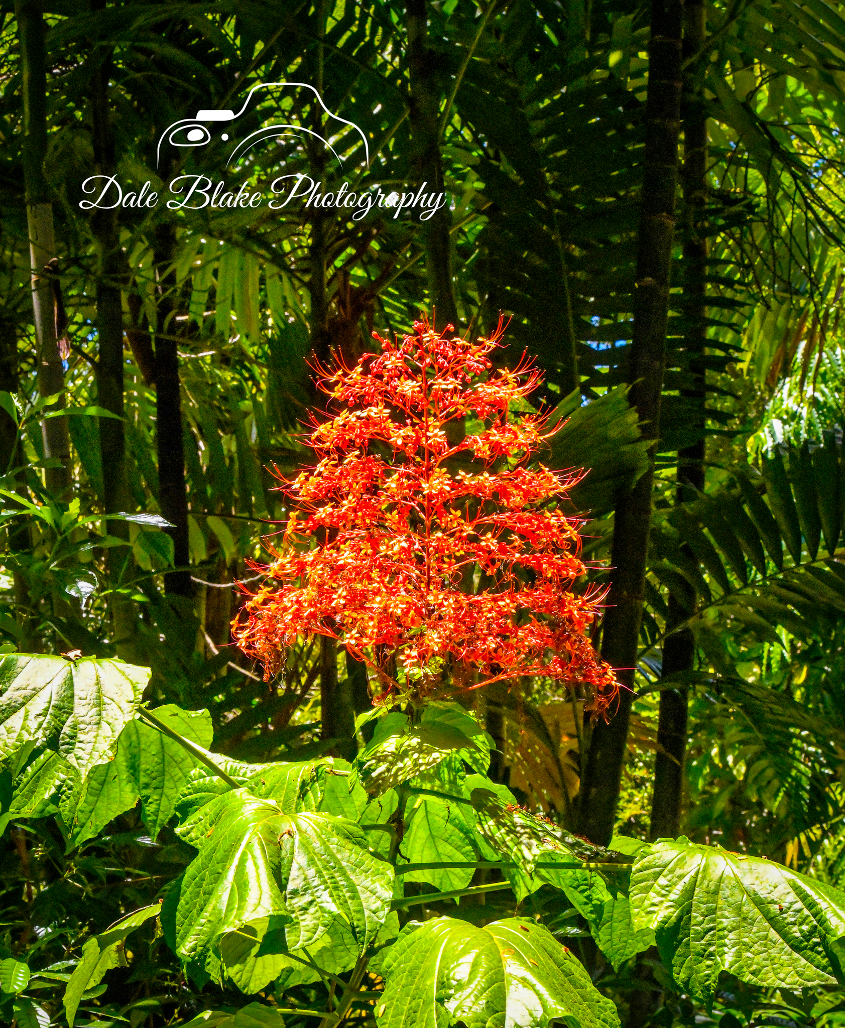 DSC_3329-Pagoda-Flower-2 (1)