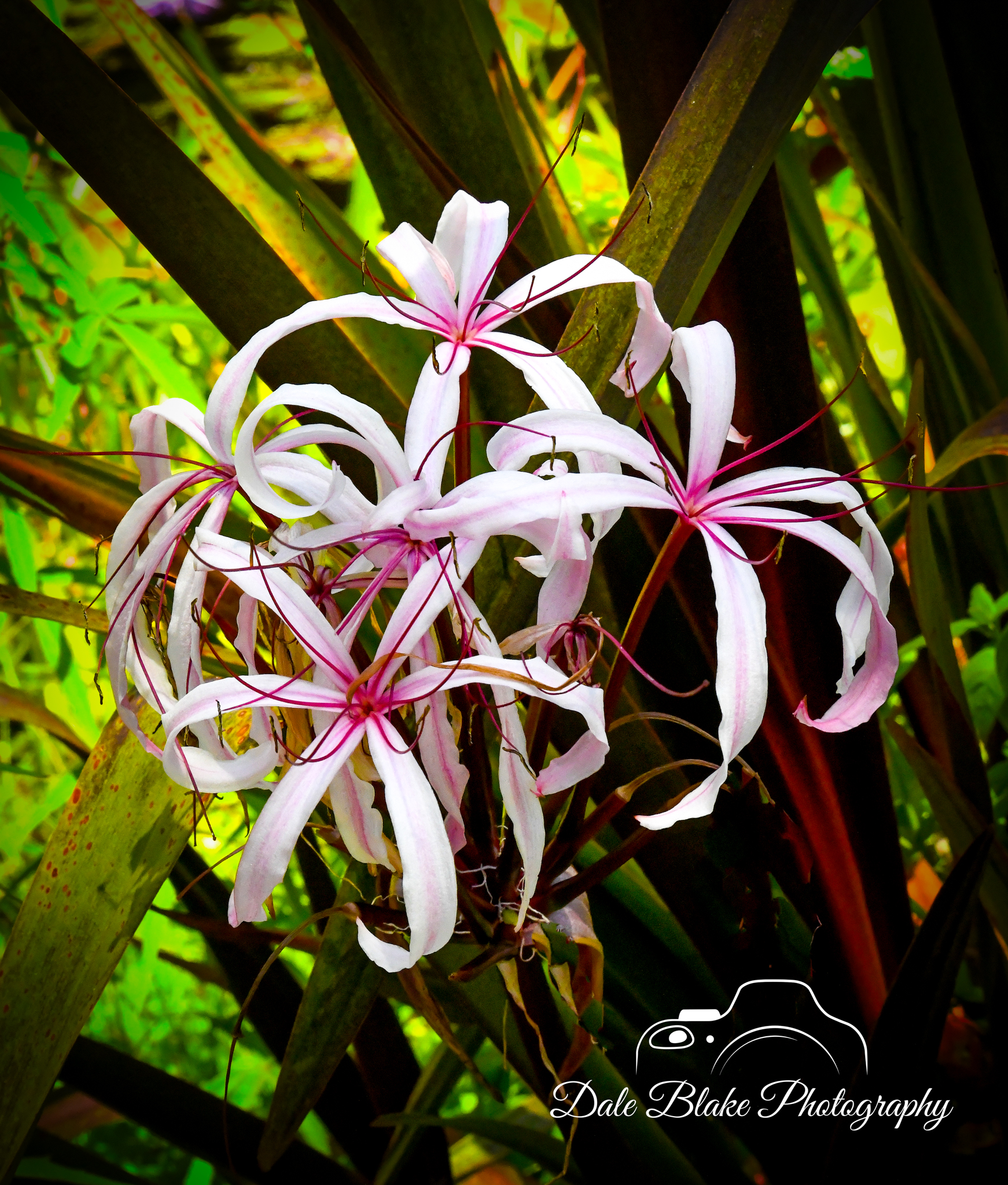 DSC_3359-Mangrove Lily (1)