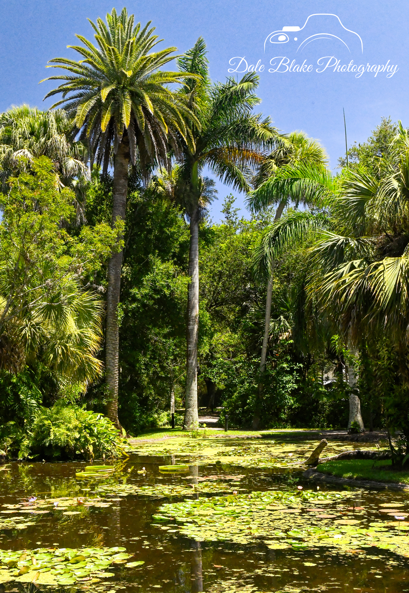 DSC_3470-Tropical Scenic-1 (1)