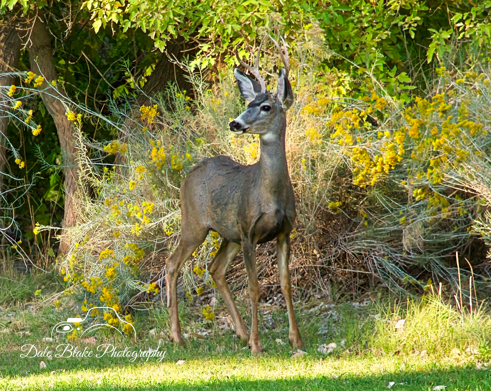 DSC_4540-Mule Deer-West Trip (1)