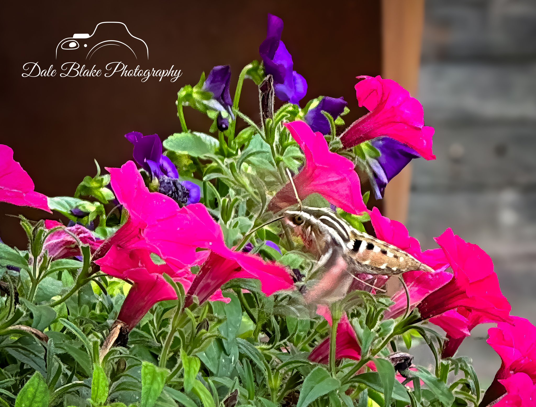 IMG_4730-West Trip-Hummingbird (1)