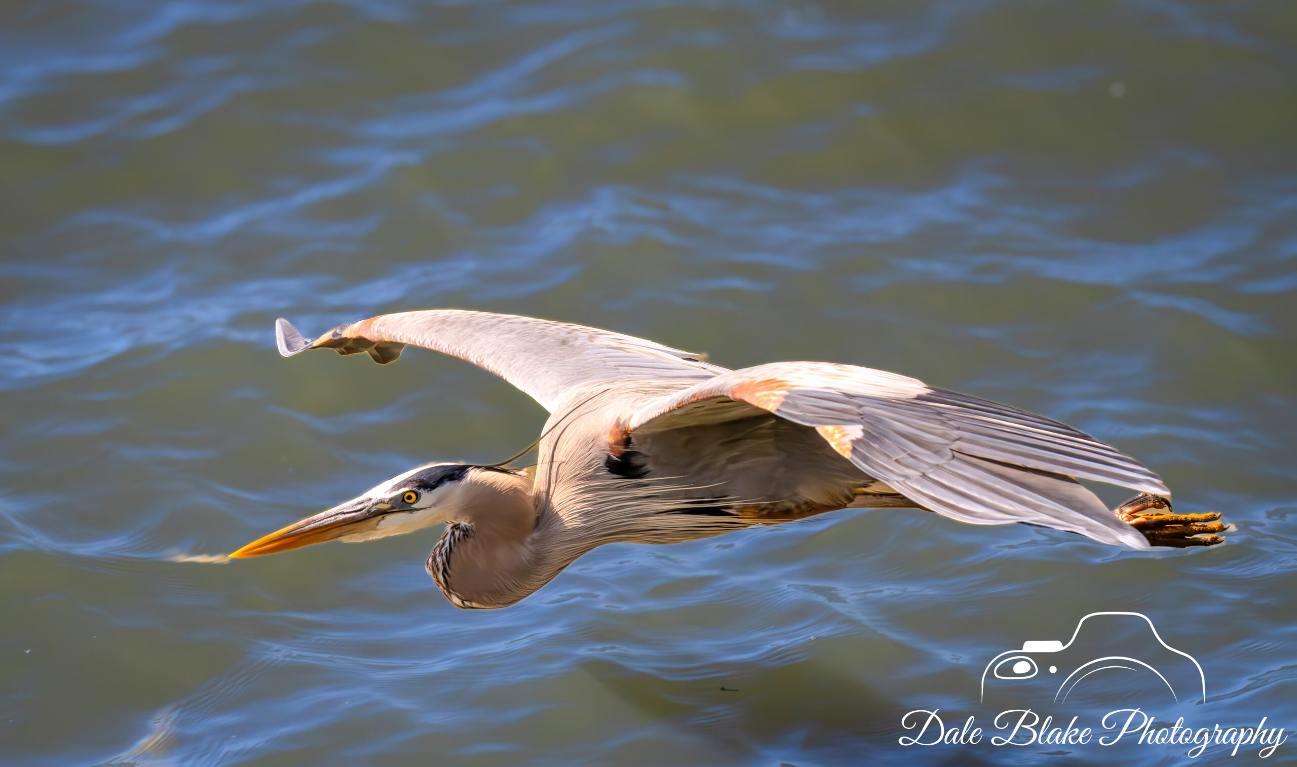 DSC_5836-BLUE HERON IN FLIGHT