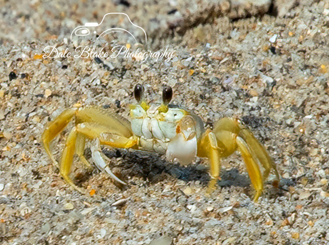 DSC_6927-HATTERAS BEACH CRAB
